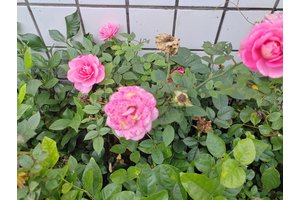 陵园符合规划