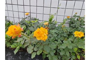 便民扶梯开通